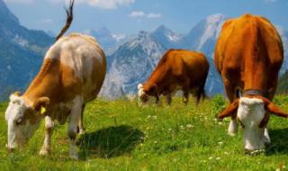 瑞士阿尔卑斯山牧场几亩地养1头牛 阿尔卑斯牧场物语